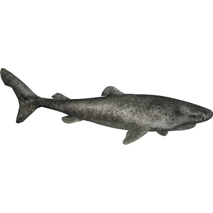 Greenland_Shark